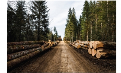 Facturation des ventes de bois par les communes, le temps presse pour faire un choix en conseil municipal…