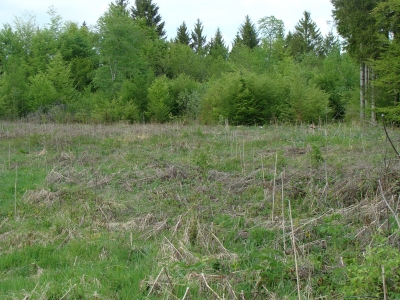 L’Etat soutient les investissements pour améliorer les peuplements forestiers