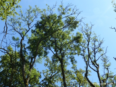 Gestion des forêts confrontées au dépérissement du frêne