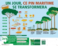 Banderole "un jour, ce pin maritime se transformera" - FranceBoisForêt