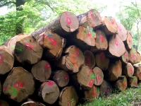 Vendre le bois de la forêt communale