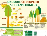 Banderole "un jour, ce peuplier se transformera" - FranceBoisForêt