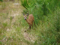 Convention de cession du droit de chasse