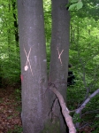 Vente de bois