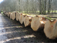 Modes de vente de feuillus - BFC (fiches pratiques C)