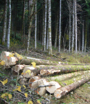Modes de vente de résineux - BFC hors massif jurassien (fiches pratiques B)
